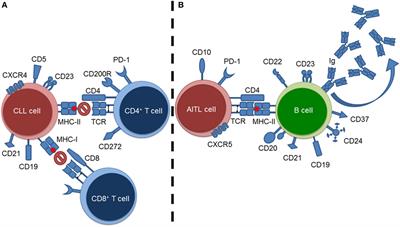 Using Murine Models to Investigate Tumor–Lymphoid Interactions: Spotlight on Chronic Lymphocytic Leukemia and Angioimmunoblastic T-Cell Lymphoma